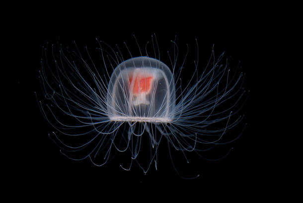 Turritopsis dohrnii